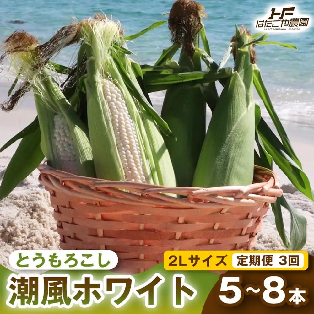 ［定期便・全3回］［夏の味覚］潮風ホワイト 2Lサイズ 5～8本 1セット とうもろこし トウモロコシ 白 コーン とうもろこし BBQ 焼き肉 白浜町