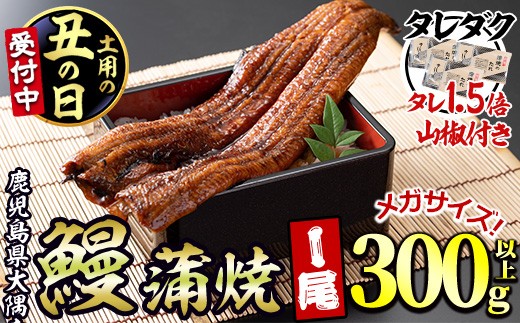 
                  ＜丑の日発送も選べる！＞東串良町のうなぎ蒲焼(無頭)＜メガサイズ＞(1尾・300g以上・タレ、山椒×3個※通常の1.5倍付)うなぎ 高級 ウナギ 鰻 国産 蒲焼 蒲焼き たれ 鹿児島 ふるさと【アクアおおすみ】
                
