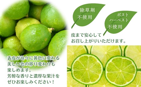【2025年 先行予約】みどり認定 ハウス栽培グリーンレモン 約2.3kg 国産レモン 香川 果物類／柑橘類／みかん レモン　 
