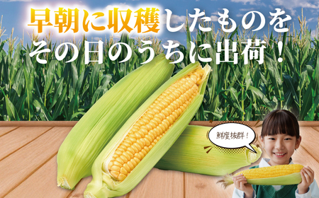 【2025年6月発送】湘南スイートコーン 3kg とうもろこし トウモロコシ 採れたて 国産 野菜 藤沢市 神奈川