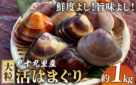 大粒活はまぐり 約1kg 【某TV番組で全国1位になった大粒活はまぐり】 九十九里産 国産 貝類