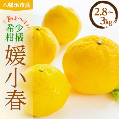 平均糖度13度!愛媛のみで生産の希少品種「媛小春」(2.8kg〜3.0kg)【D56−18】【配送不可地域：離島】【1262001】
