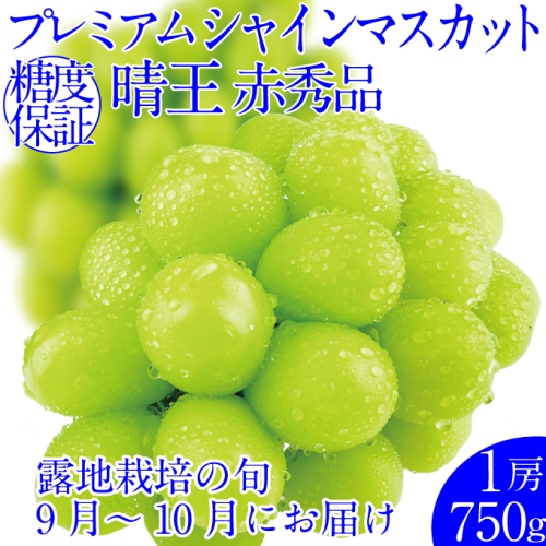 2026年予約受付中  プレミアムシャインマスカット晴王 1房約750g 人気 岡山県産 赤秀品  種無し 皮ごと食べる みずみずしい フレッシュ 晴れの国 おかやま 果物大国  ハレノフルーツ