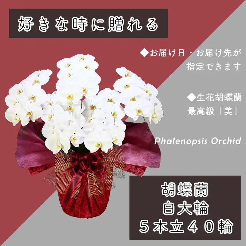 5本立て 胡蝶蘭 40輪～50輪 白色【木製大型木札 または メッセージカード 付き】