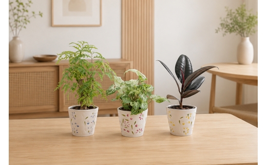 観葉植物 ハイミニフルール 3個セット [三浦園芸 愛知県 岡崎市 ok23bzw830000] 植物 インテリア 水耕栽培 ミニ 植物 ハイドロコーン 発砲煉石 陶器 管理方法 緑のある暮らし 育てやすい 初心者 手軽