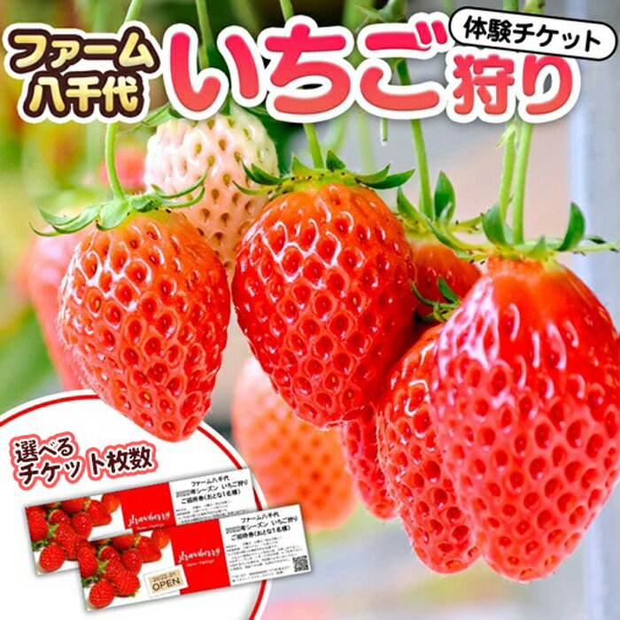 【ふるさと納税】選べる いちご狩り体験 チケット おとな1枚＋小学生1枚 / おとな2枚＋小学生2枚 / おとな2枚 いちご狩り 体験 イチゴ 苺 フルーツ 果物 食べ放題
