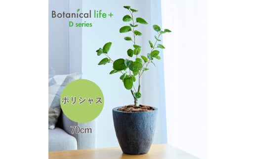 フェイクグリーン Botanical life+ Dシリーズ ポリシャス 70cm 光触媒加工 鉢付き インテリア 抗菌 消臭 愛知県 豊橋市 送料無料 35000円