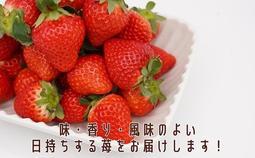 こだわり苺　品種お任せ小箱8粒〜10粒×2パック(1月発送)【B0-176_01】 いちご 苺 イチゴ 紅ほっぺ かおり野 さがほのか 恋みのり 果物 フルーツ フルーツサンド ケーキ