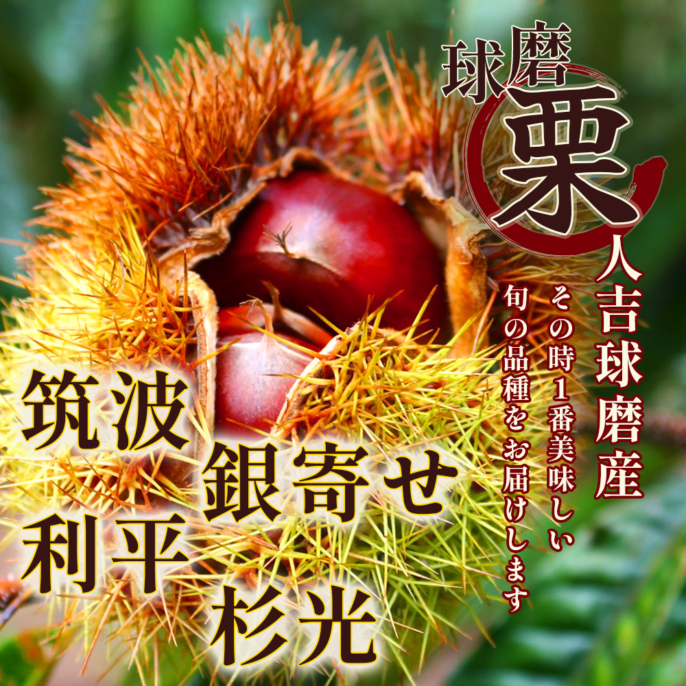 【2026年9月下旬から順次発送】JAくま 【球磨 栗】 2kg 先行予約 栗 くり 熊本県産 多良木町 くり マロン 和栗 旬 味覚 甘い ほっくり 山海の味覚 和 スイーツ フルーツ 果物 くだも