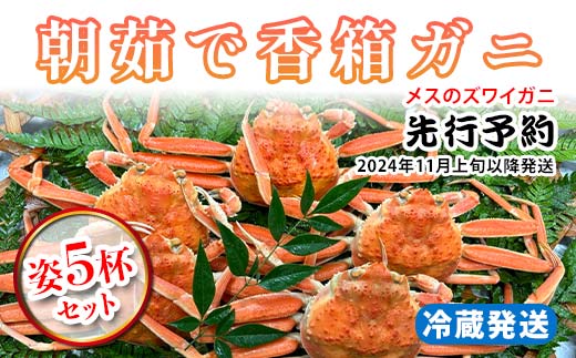 【先行予約】【冷蔵発送】朝茹で香箱ガニ メスのズワイガニ 姿5杯セット 2025年11月上旬以降発送 朝茹で カニ かに 蟹 姿 香箱蟹 香箱がに こうばこがに 茹で ボイル ギフト グルメ 海の幸 海産物 食品 F6P-2177
