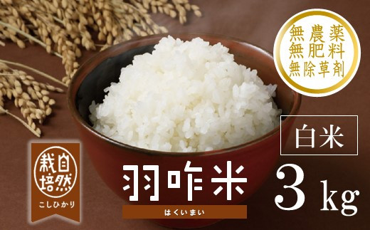 【令和7年産】 こしひかり 白米 3kg 1袋 <自然栽培米> 羽咋米 精米 白米 米 お米 こめ コメ ライス ご飯 ごはん 羽咋 能登 こしひかり こだわり 石川県産 能登米 エコ 栽培 環境 白米 減農薬 国産 令和7年産米 米 令和7年産 hakumai はくまい 2025年産 おこめ 精米 R7 送料無料 数量 限定 数量限定 ギフト ふるさと納税 能登 石川 羽咋 はくい 3kg