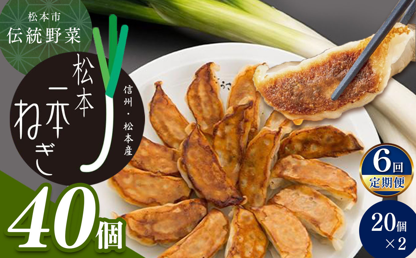 
            【定期便6回】【伝統野菜松本一本ねぎ使用】松本一本ねぎ餃子　20個入り×2 | 餃子 ギョーザ 国産 長野県 松本市 信州産 ふるさと納税
          