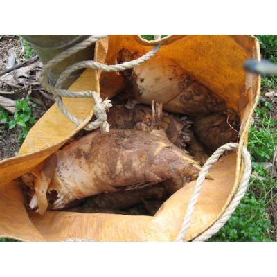 ふるさと納税 和歌山市 和歌山産 朝堀り 筍 2kg (ぬか付き) |  | 03