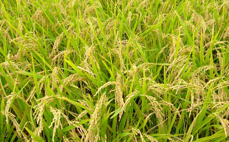 【令和7年産】季長米 10kg【竹崎野村農園】【2026年10月下旬までに発送予定】 うるち精米 ごはん ご飯 国産