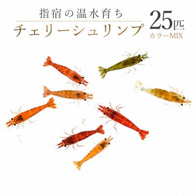 ふるさと納税 指宿市 【温水育ち】チェリーシュリンプ(赤・オレンジ・茶・透明等)25匹(IB148-005)