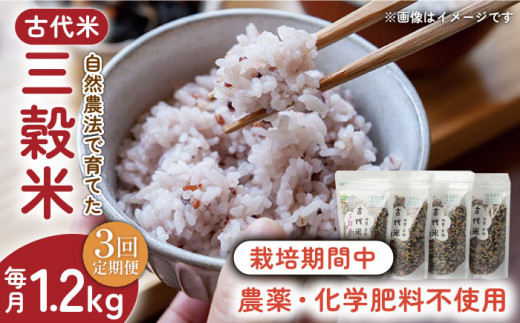 
【3回定期便】自然農法で育てた 古代米 三穀米 1.2kg（300g×4袋） /永尾 忠則 [UAS014] 雑穀 雑穀米 米 お米
