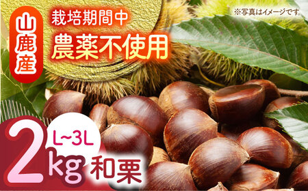 【数量限定】【先行予約】 和栗 約2kg（約1kg×2袋） L〜3L 【すみれファーム】[ZEP058]