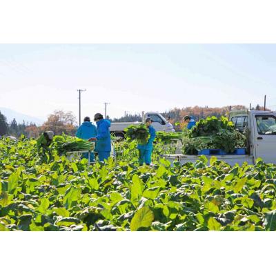 ふるさと納税 伊那市 かんてんぱぱ　ぱぱな農園の野沢菜漬け500g×3袋 |  | 02