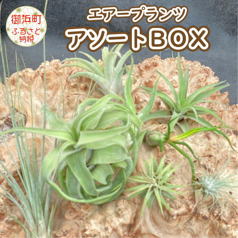 【ふるさと納税】【高評価★4.86 高レビュー★】南紀グリーンハウス エアープランツアソートBOX 8種セット【丈夫で育てやすく、インテリアにもおすすめです】