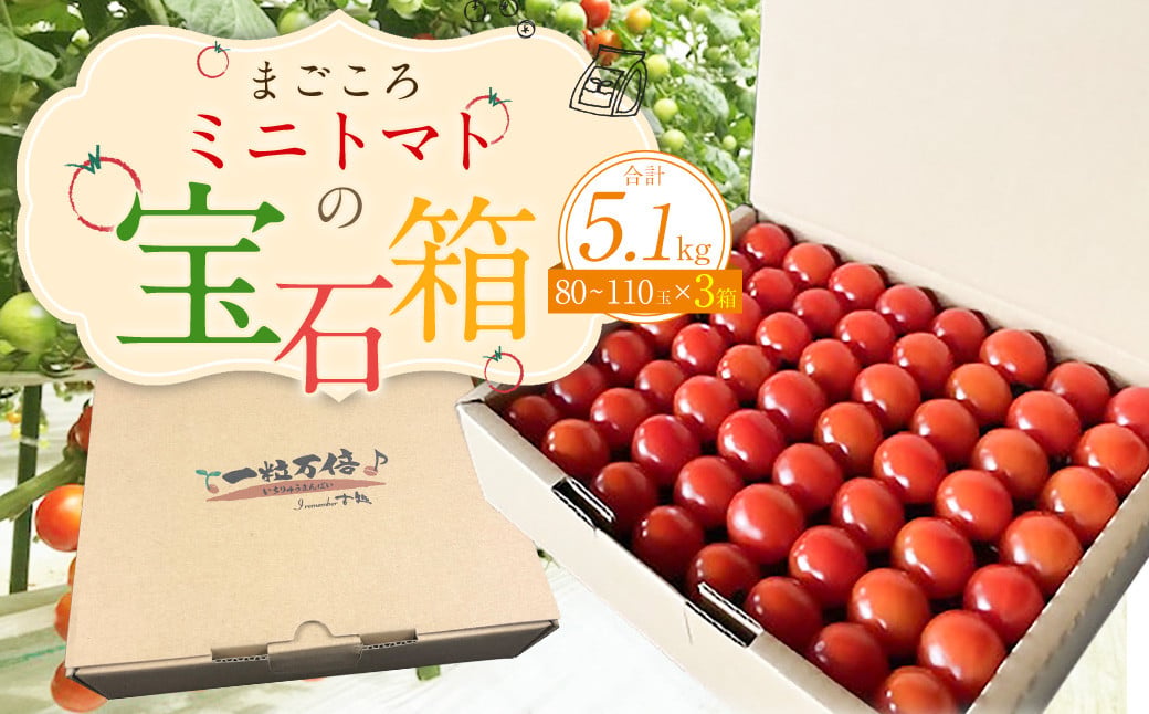 まごころ ミニトマト の宝石箱 1.7kg(約80～110玉)×3箱 計5.1kg サンチェリーピュア トマト【2026年7月上旬から11月下旬まで発送予定】