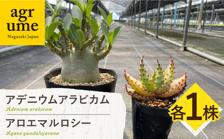 アデニウム アラビカム ＆ アロエ マルロシー 各1株 Adenium arabicum ＆ Aloe marlothii 長与町/アグリューム[EAI211] 