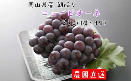 朝採り ニューピオーネ 約2kg （3～4房） 【2025年8月下旬から9月下旬発送予定】 ／ ぶどう 葡萄 果物 果実 フルーツ 大粒 岡山県 美咲町 冷蔵