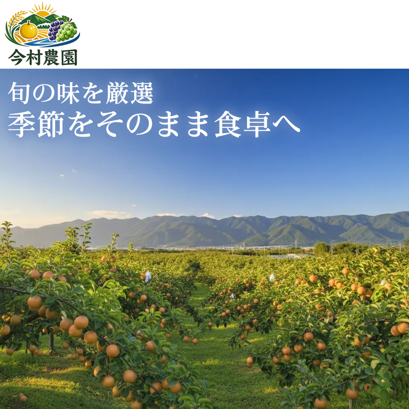 【上品な甘みが際立つ】熊本県産 秋麗 5～7個(約3kg) 1箱 秋麗 梨 フルーツ 甘い 濃厚 農家直送 ギフト 贈答用 家庭用 お取り寄せ 熊本県