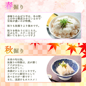 ＜12月上旬発送開始予定＞ 岩手県産 敦子さんが育てたねばり芋 6kg ／ 長いも 長芋 ながいも ねばり芋 ねばりいも 山芋 やまいも 山いも やま芋 農家直送 産地直送 とろろ とろろご飯 ご飯の