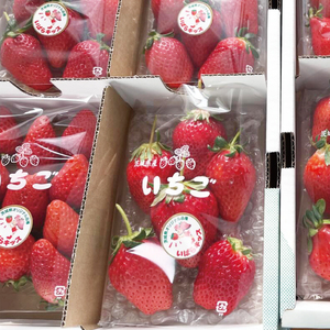【数量限定】【離島配送不可】いばらキッス 2パック/箱【茨城県共通返礼品/石岡市】【いちご イチゴ 苺 果物 くだもの  フルーツ 茨城県オリジナル品種 茨城県】（LX-1）