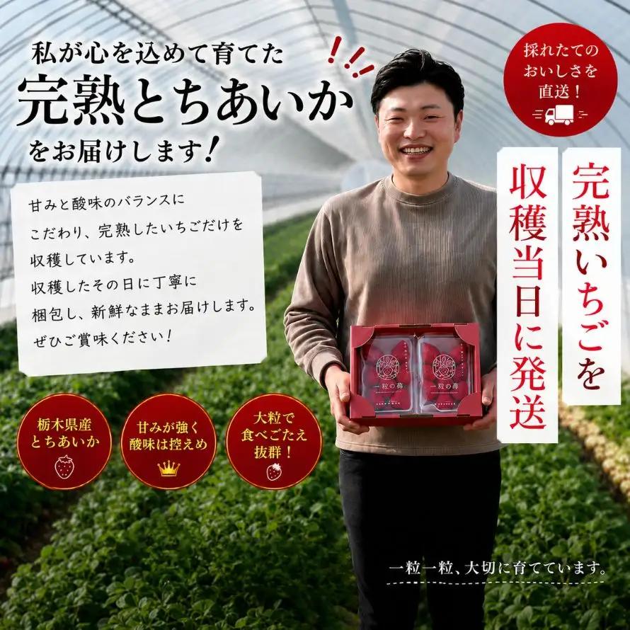 【先行予約】完熟いちご とちあいか 520g