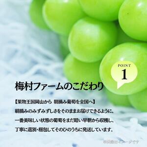 【2026年発送分 先行予約】【梅村ファーム】朝摘み直送 瀬戸ジャイアンツ（2房入り 1.1kg以上）【030-a018】