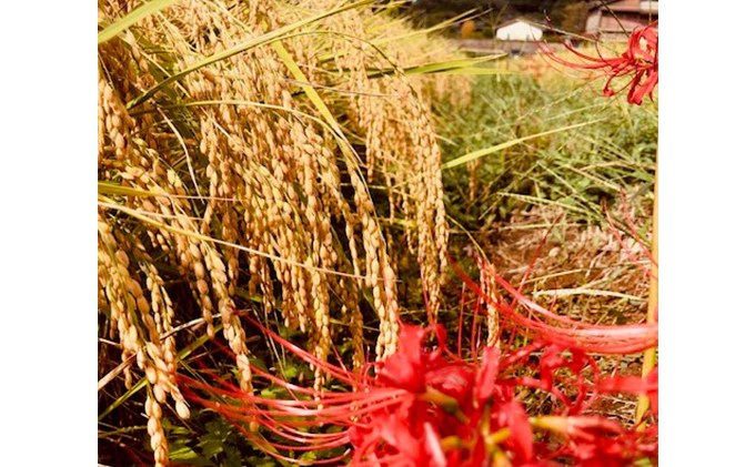 【定期便】 特別栽培米　精米　ヒノヒカリ　5kg×5回　 お米
