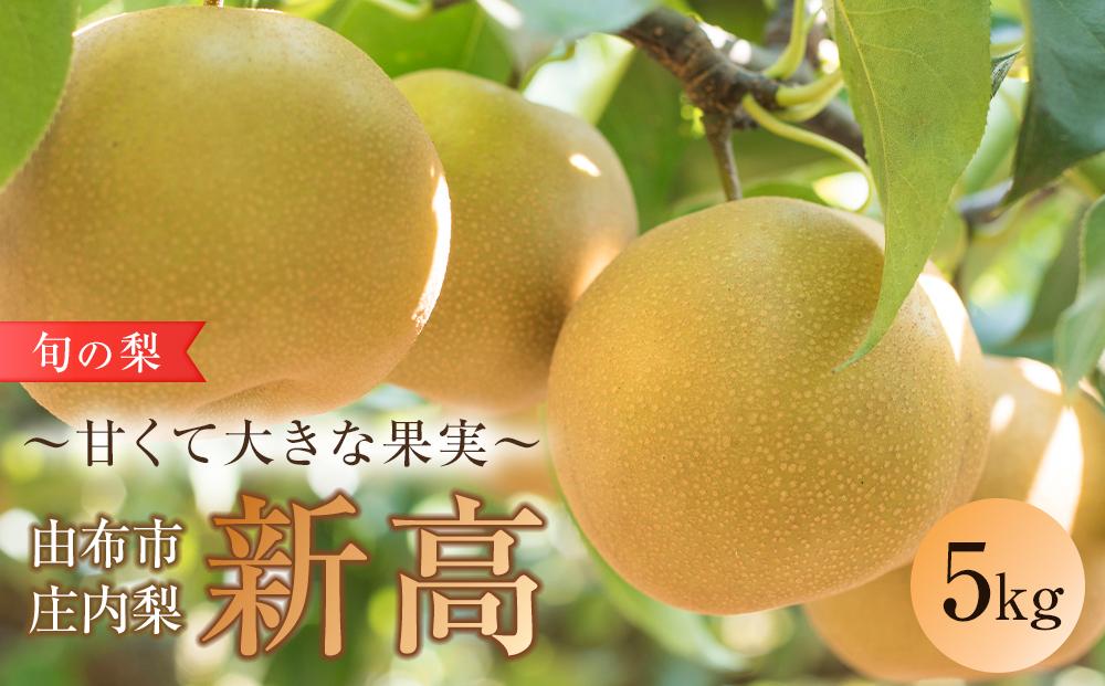 旬の梨 新高 5kg 庄内梨 大塚梨園＜2026年9月下旬以降発送＞