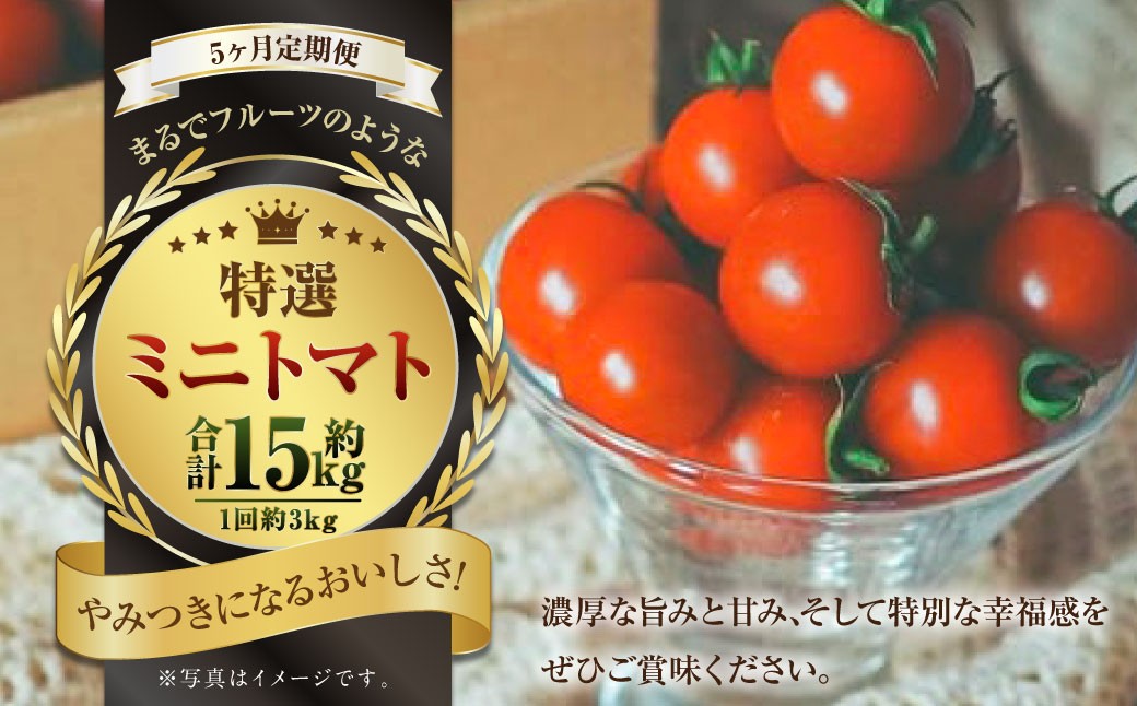
            【5か月連続定期便】『まるでフルーツのような特選ミニトマト』 約3kg×5回 合計約15kg  特別な定期便 熊本県産 【2026年1月上旬発送開始】 野菜 やさい トマト とまと ミニトマト
          