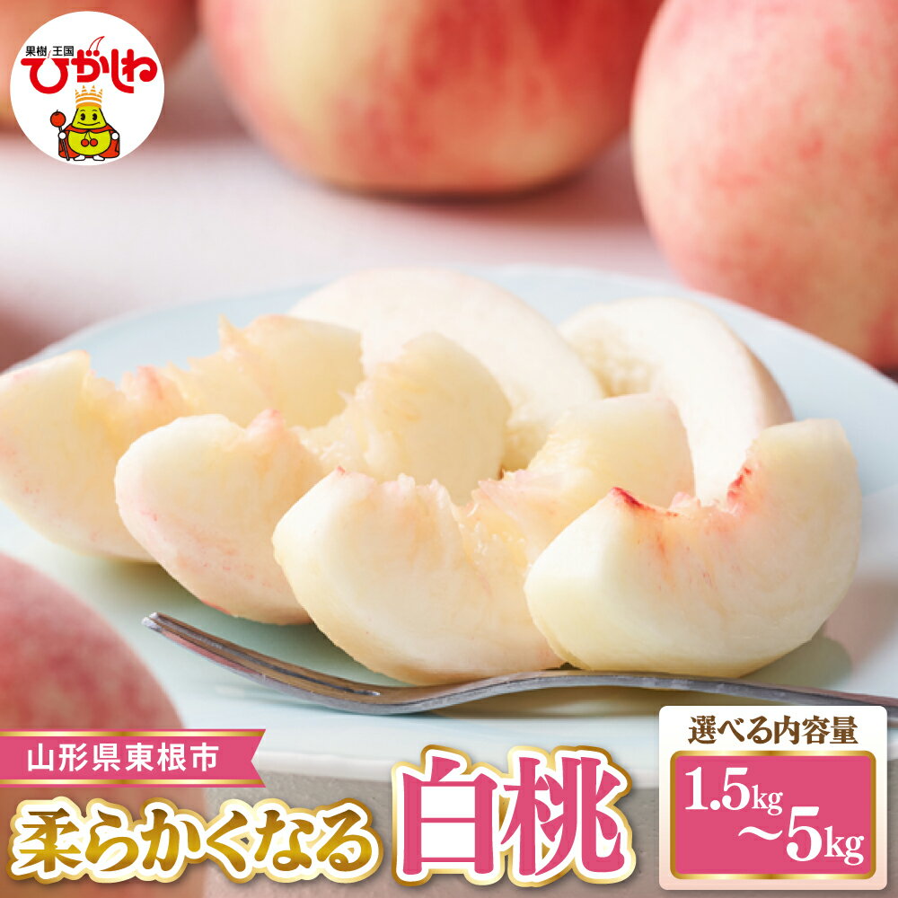 【ふるさと納税】令和8年 柔らかくなる 白桃 ( 選べる : 1.5kg～5kg )| もも モモ ピーチ フルーツ 果物 くだもの 先行予約 箱入り 化粧箱 期間限定 冷蔵配送 お取り寄せ グルメ 産地直送 送料無料 東北 山形県 東根市