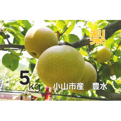 
                  ＜5kg＞栃木県小山市産　豊水 梨【1617299】
                