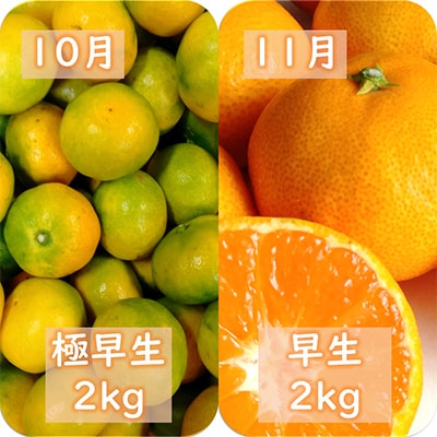 【発送月固定定期便】愛咲果樹園「みかん定期便」(10月〜1月)全4回【D71−19】【4013210】