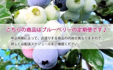 【定期便】 ブルーベリー三昧 Aセット（約8kg／4回発送） 完熟生ブルーベリー（8月中旬以降は冷凍ブルーベリー） エコえひめ認証
