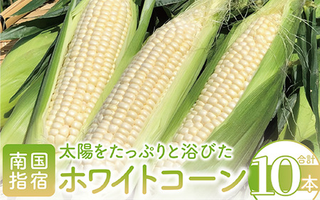 2026年5月中旬～発送 厳選とうもろこし 指宿産ホワイトコーン10本 わくわくファームたがわ A-226 とうもろこし とうもろこし