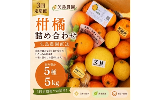 【発送月固定定期便】1～3月の季節の柑橘詰め合わせ5kg(3回定期便)毎月違う楽しい柑橘BOX全3回【4091082】