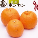 【ふるさと納税】厳選 ポンカン 1.2kg 2kg 3kg 5kg 【光センサー食頃出荷】【人気の柑橘】 ※1月中旬〜2月下旬頃に順次発送予定 ※北海道・沖縄・離島への配送不可 //dekopon