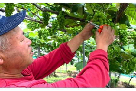 完熟スチューベン100％ おおはさま ぶどうジュース 1L×2本セット 【708】