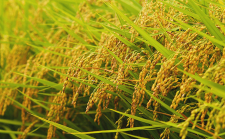 令和7年産 先行予約 食味鑑定士厳選 新潟県上越柿崎区厳選 こしひかり 無洗米 30kg 3か月定期便 上越市 精米 米 コメ コシヒカリ ブランド米