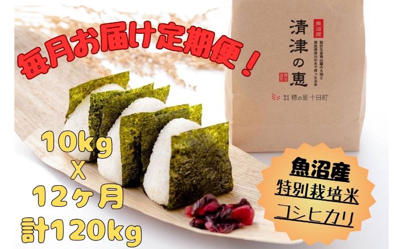 【通年受付】令和７年産【１０月発送開始！】魚沼産特別栽培米コシヒカリ［清津の恵］精米10kg（5kgx２袋）全12回 十日町市 十日町 米