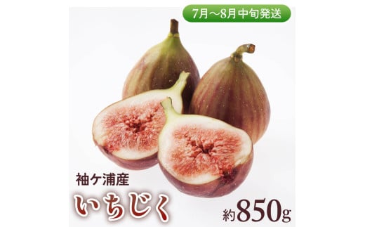 袖ケ浦産いちじく 約850g《7月上旬から8月中旬発送》グリーンファーム三基｜直送 果物 くだもの フルーツ スイーツ イチジク 袖ケ浦 房総 千葉 [0391ch]