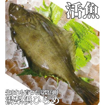 ふるさと納税 湯梨浜町 湯梨浜ひらめ(351K.)