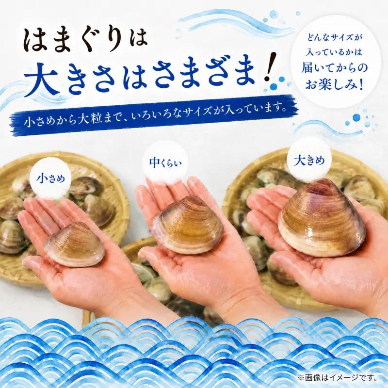 はまぐり 鹿島灘産 約1.5kg 砂抜き 蛤