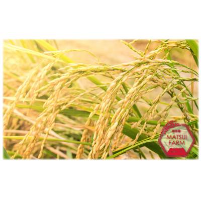 ふるさと納税 南魚沼市 令和7年産　南魚沼産 ~新之助~ 精米 (10kg) |  | 03