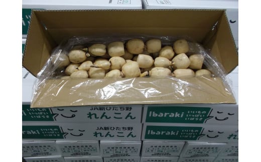 ご家庭用 ちょっと小さめ れんこん 1箱 ( 約 4kg ) 新ひたち野大地のめぐみ 旬の野菜 季節限定 良質 レンコン 蓮根 根菜 野菜 旬 新鮮 農産物 食品 家庭用 産地直送 農園直送 茨城県 石岡市 (B01-014)