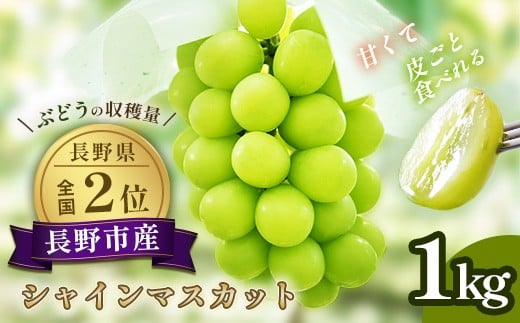
            J0498 長野市産 シャインマスカット1kg【2025年9月以降出荷分】フルーツ ぶどう 葡萄 ブドウ 果物 人気 種なし 新鮮 期間限定 令和7年 2025年発送 おすすめ 産地 お届け 長野市 長野県
          